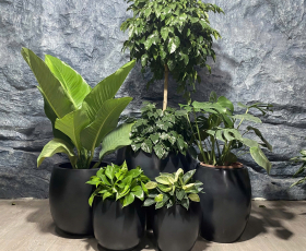 Chậu composite dáng tròn
